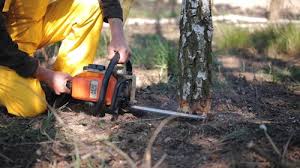 Best Emergency Tree Removal  in Kingsburg, CA